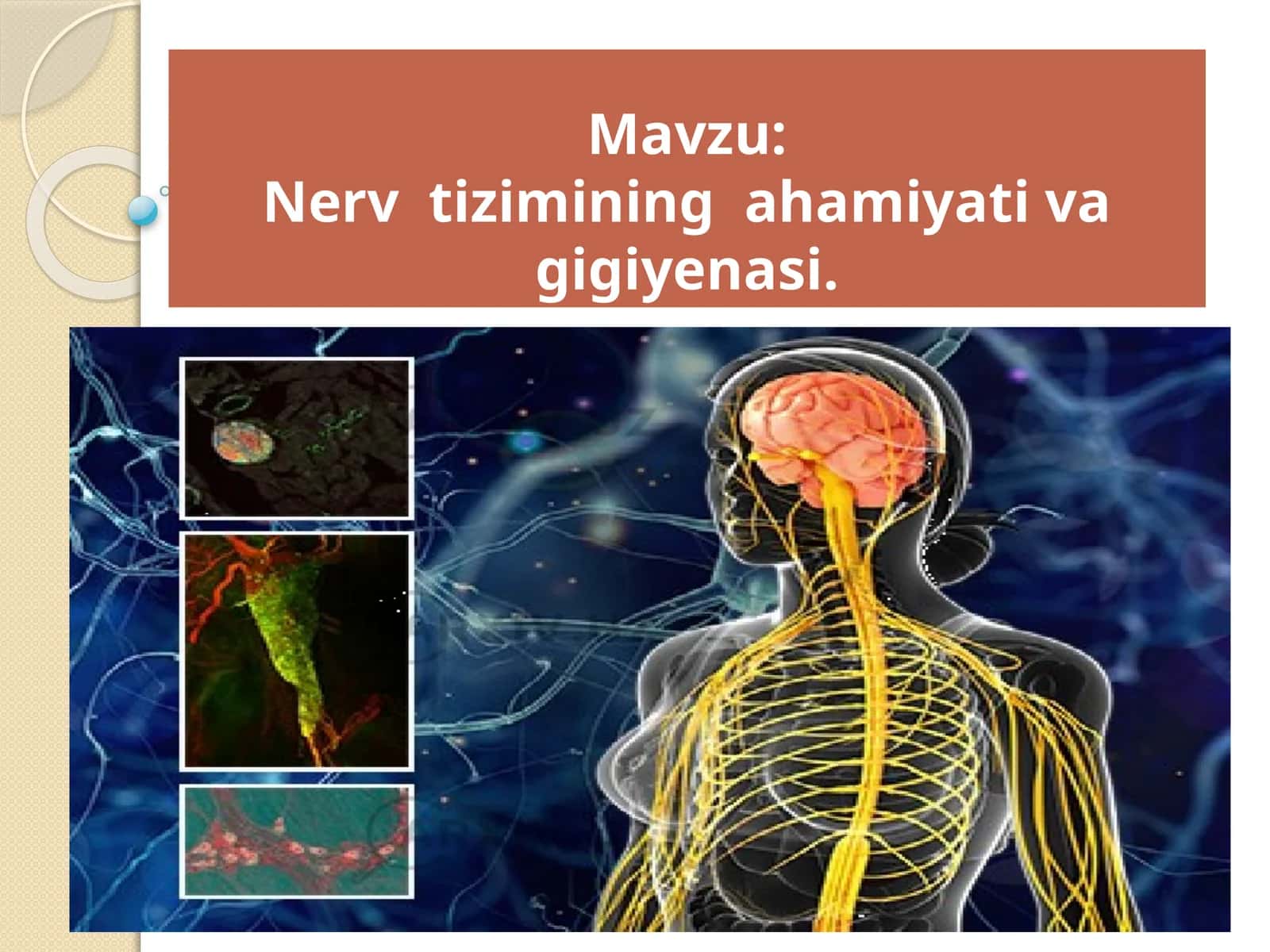 Nervtizimining ahamiyati va gigiyenasi 1