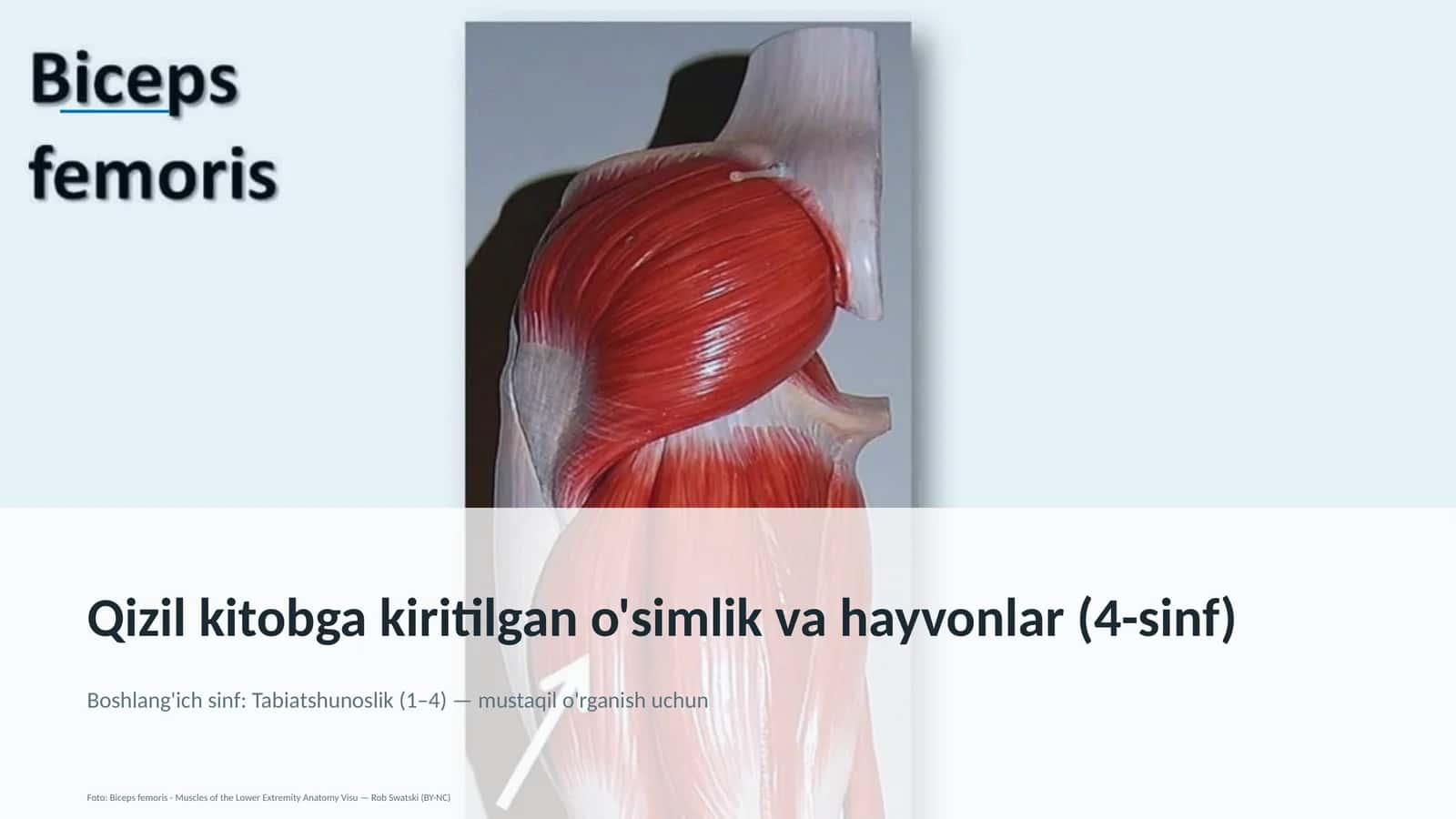 Qizil kitobga kiritilgan o'simlik va hayvonlar (4-sinf) 1