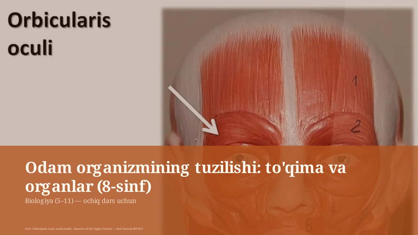 Odam organizmining tuzilishi: to'qima va organlar (8-sinf) 1