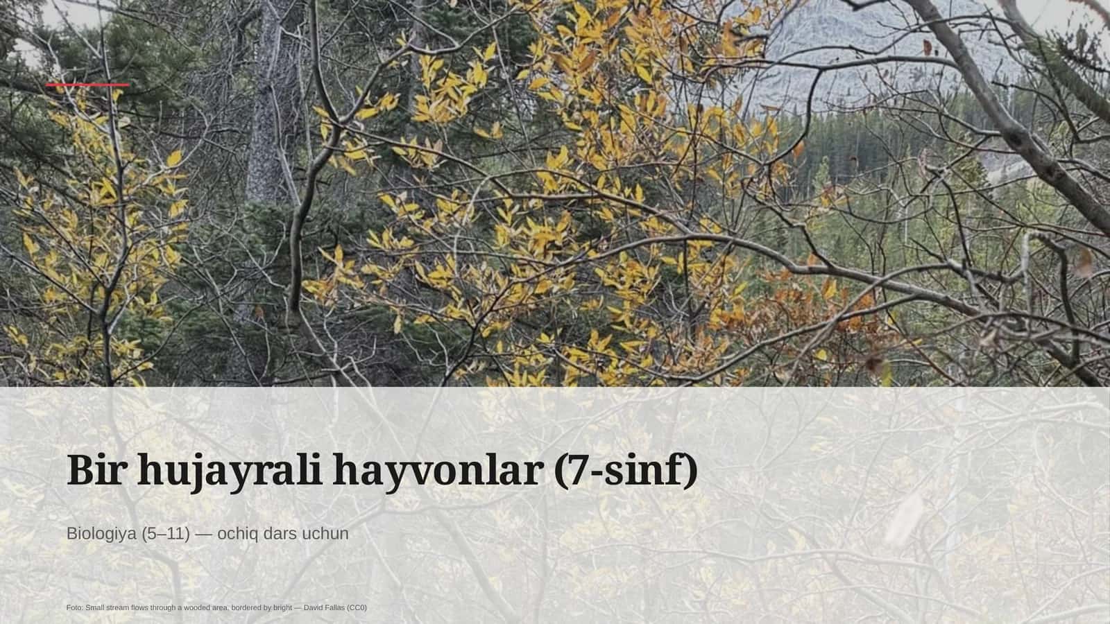 Bir hujayrali hayvonlar (7-sinf) 1