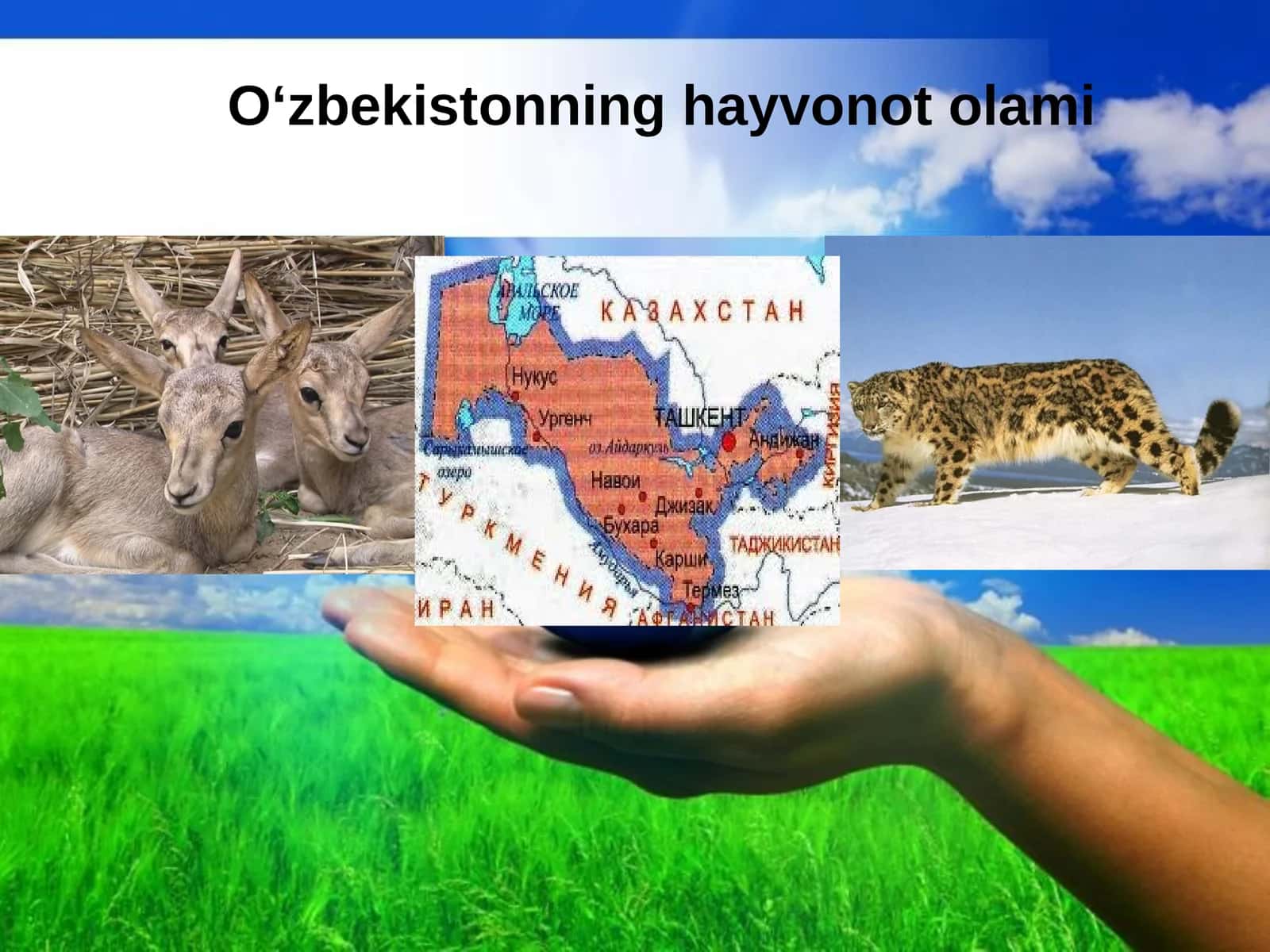 O‘zbekistonning hayvonot olami 1