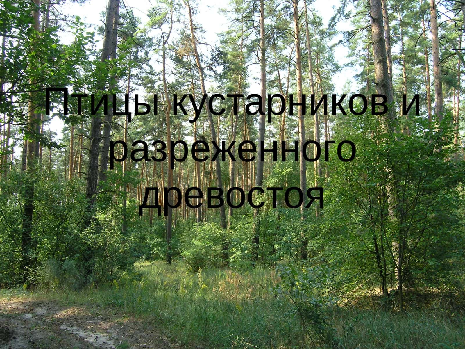 Обыкновенная горлица 1