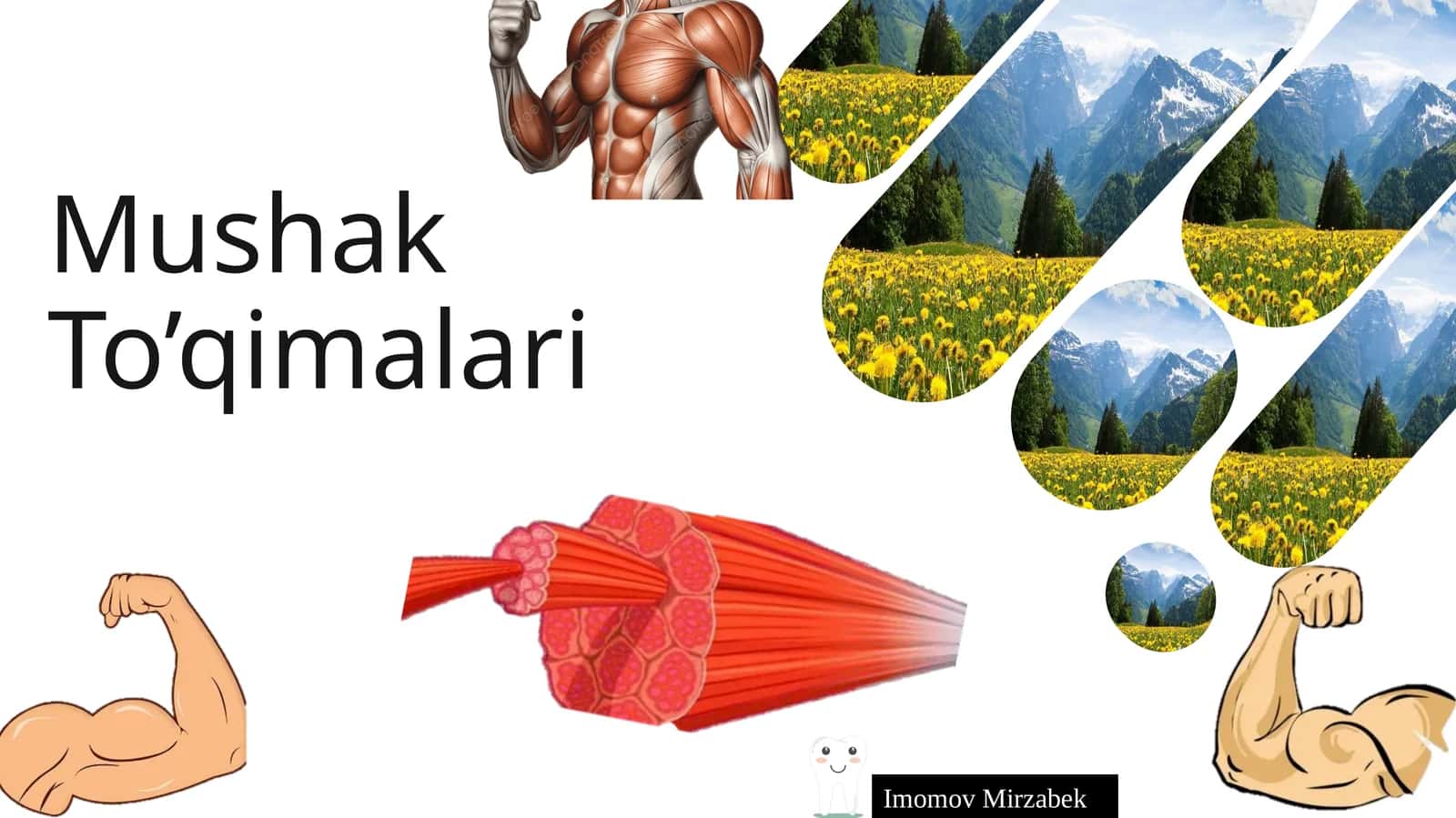 mushak to'qimasi 1