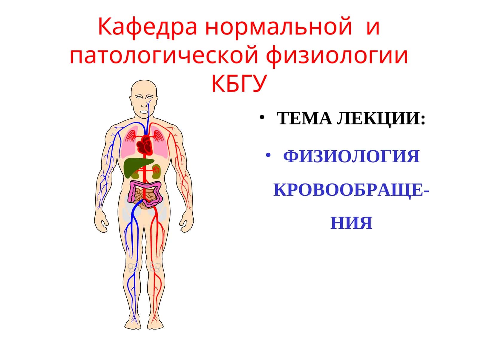 Физиология кровообращения 1