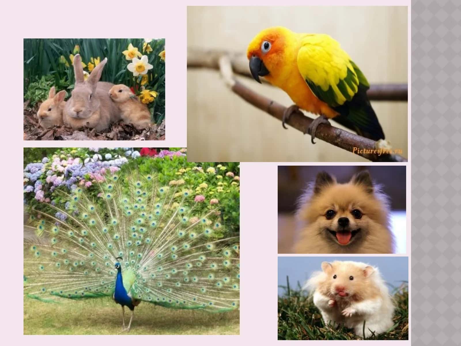 My pet 1