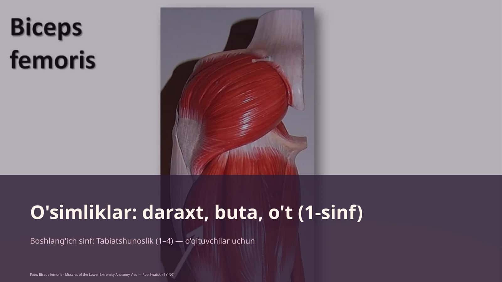 O'simliklar: daraxt, buta, o't (1-sinf) 1