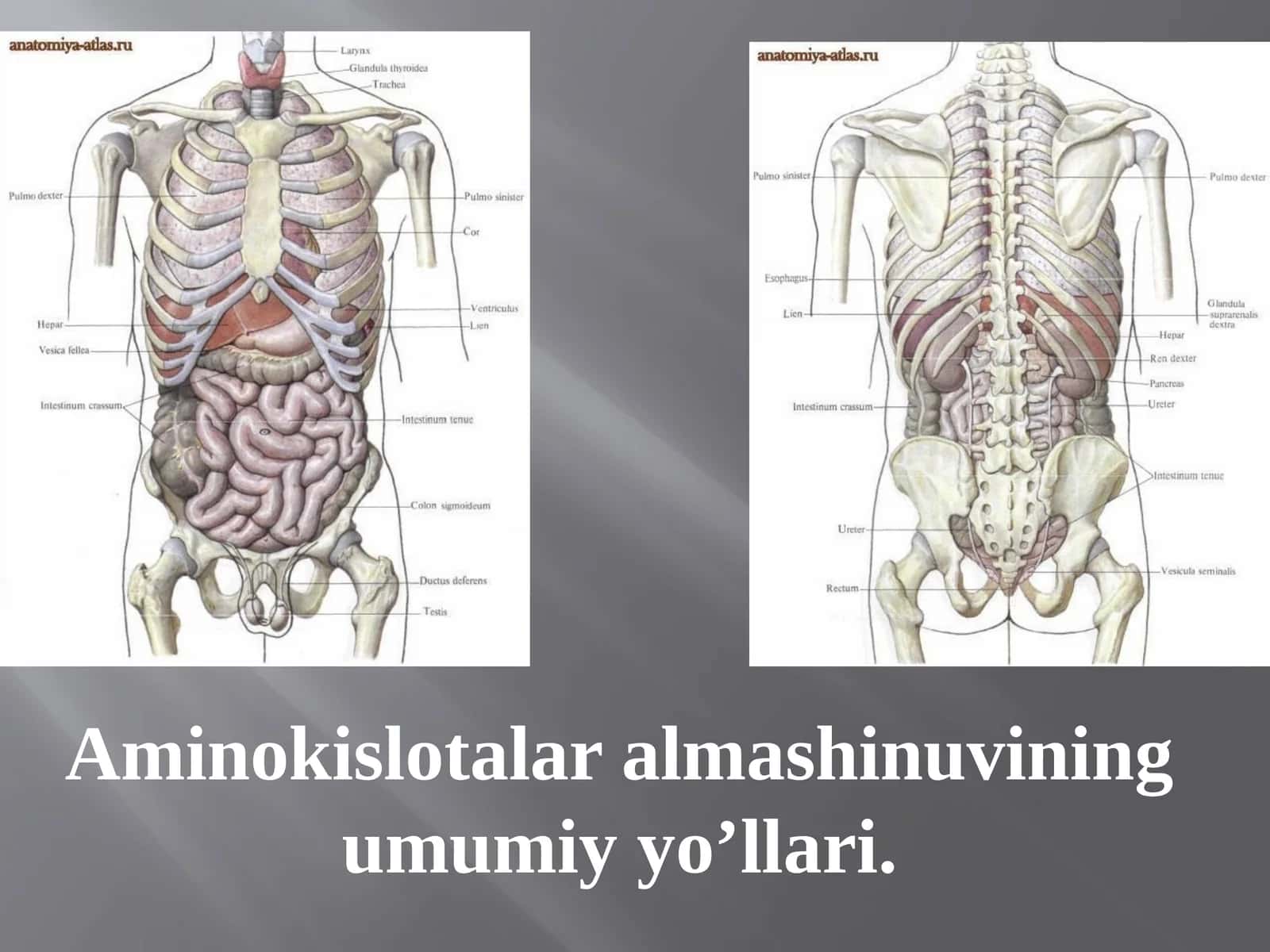 Aminokislotalar almashinuvining umumiy yo’llari 1