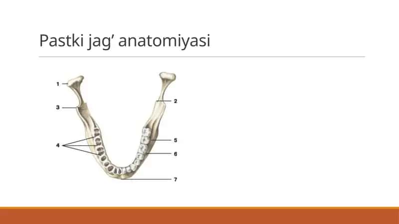 Pastki jag’ anatomiyasi 1