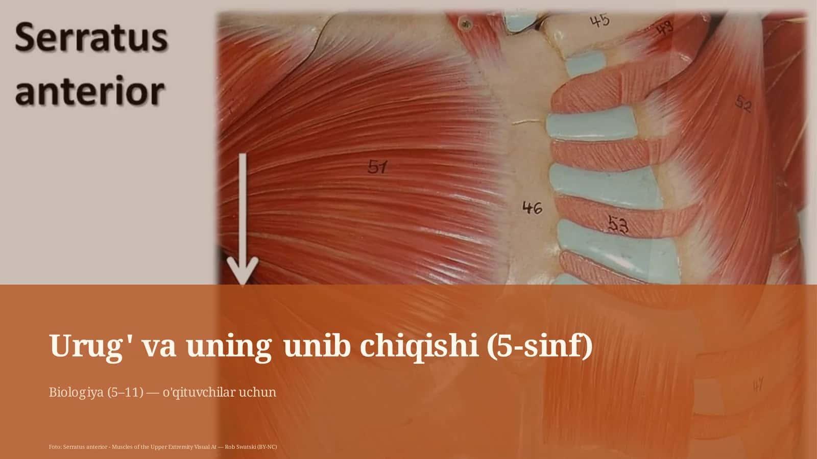 Urug' va uning unib chiqishi (5-sinf) 1