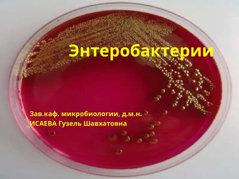 Энтеробактерии 1