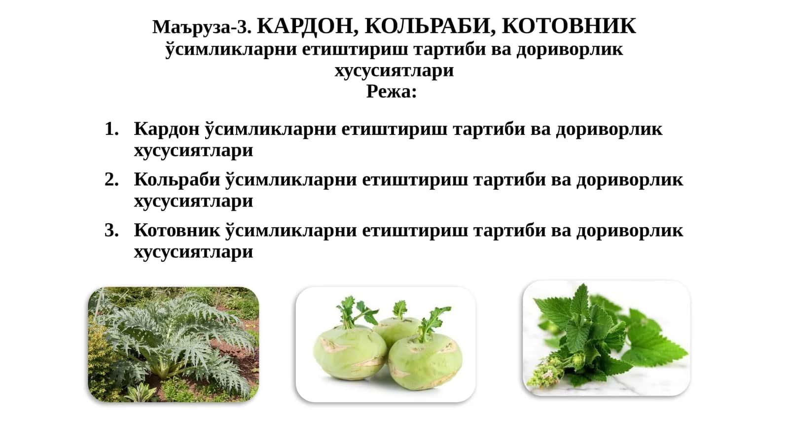 КАРДОН,КОЛЬРАБИ,КОТОВНИК 1