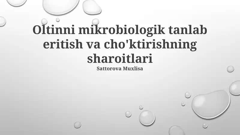 Oltinni mikrobiologik tanlab eritish va cho'ktirishning sharoitlari 1