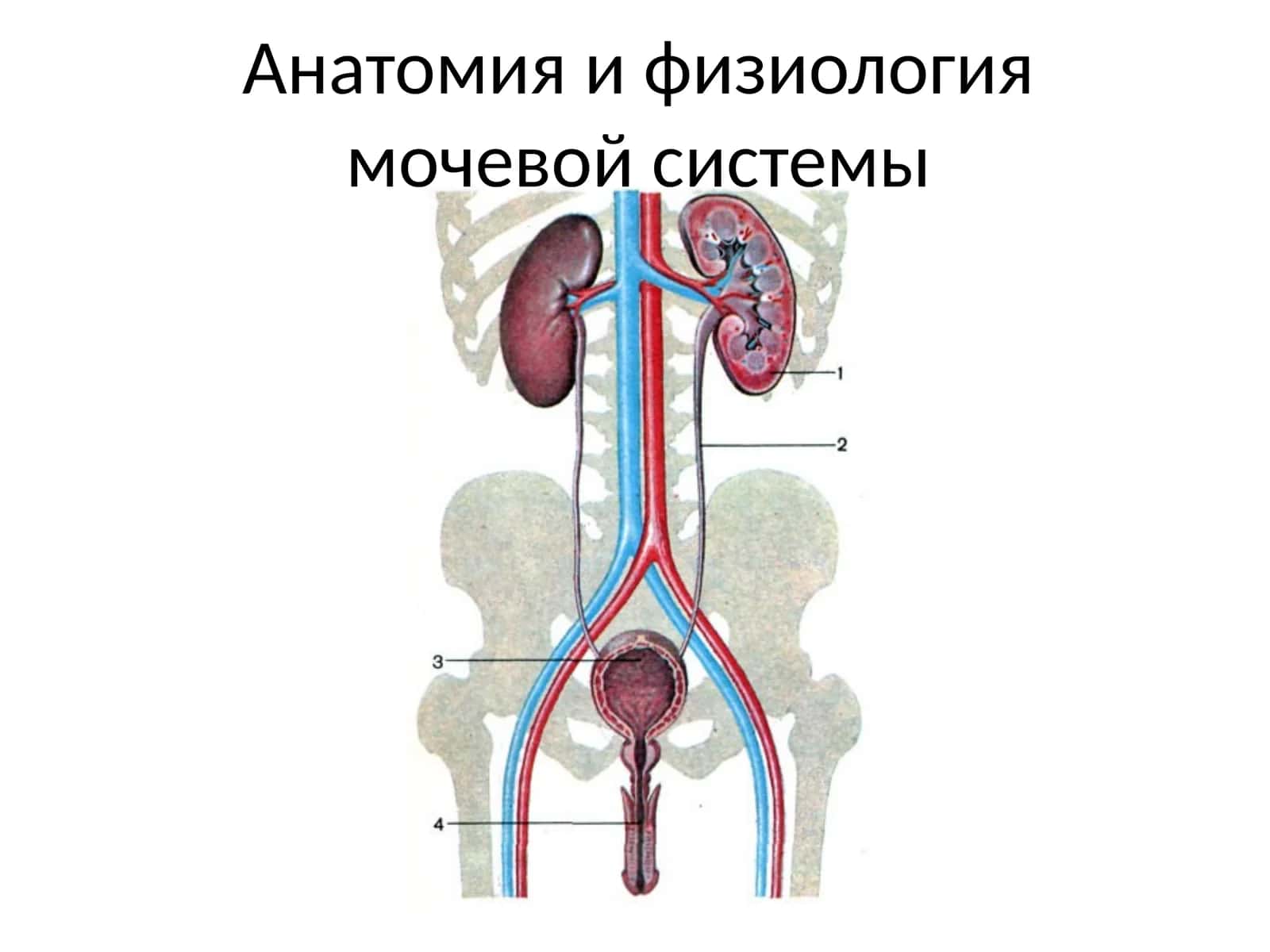 Анатомия и физиология мочевой системы 1