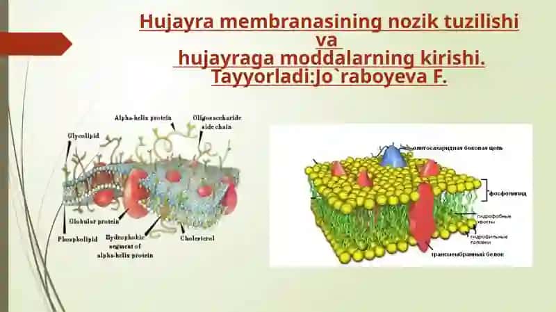 Plazmolemmaning “Suyuqmozaika” modeli 1