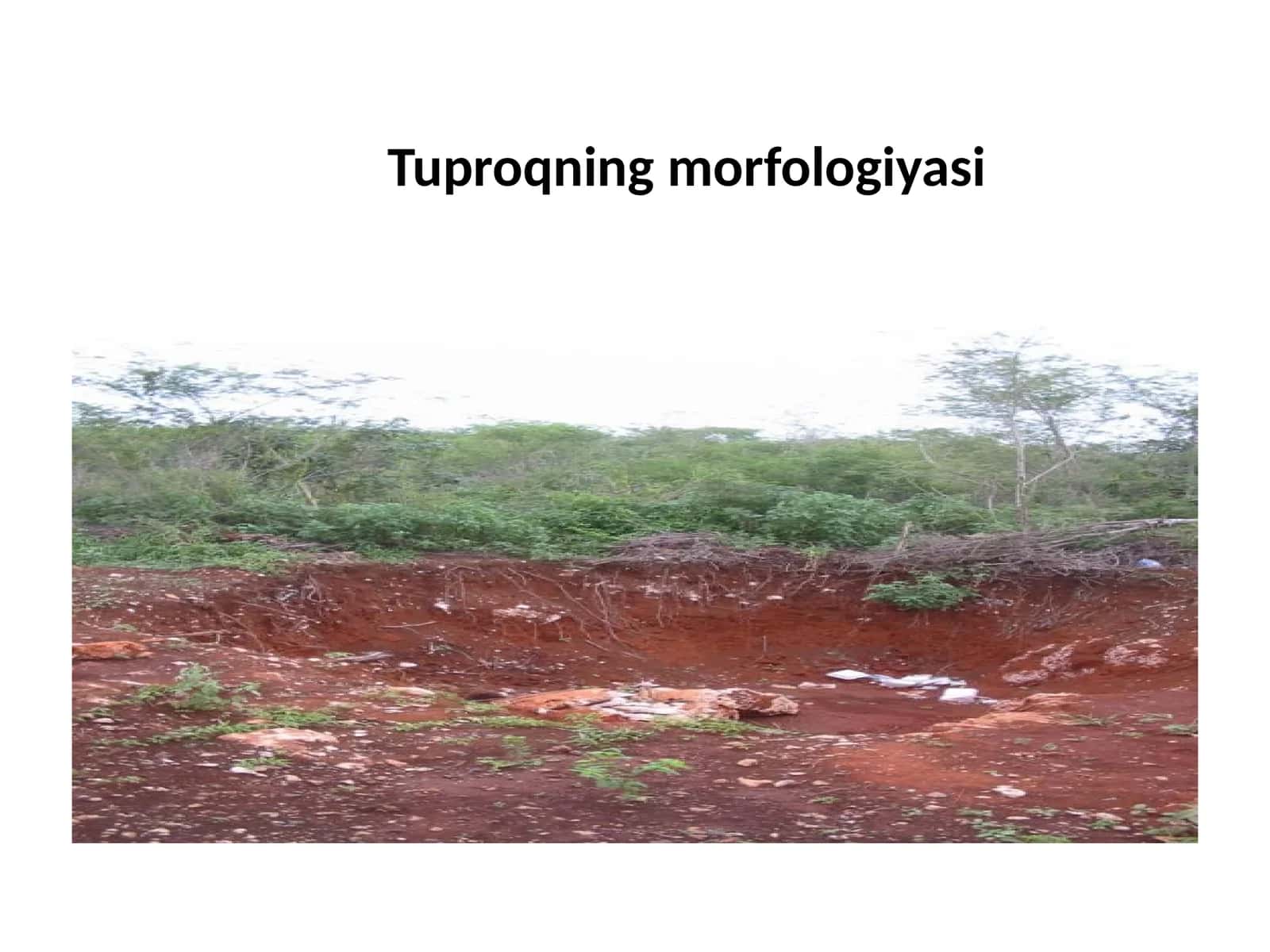tuproq morfologiyasi 1