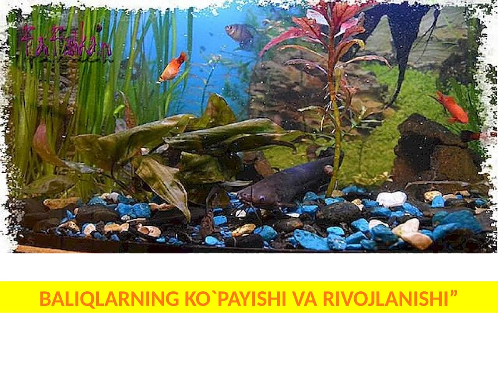 BALIQLARNINGKO`PAYISHI VA RIVOJLANISHI 1