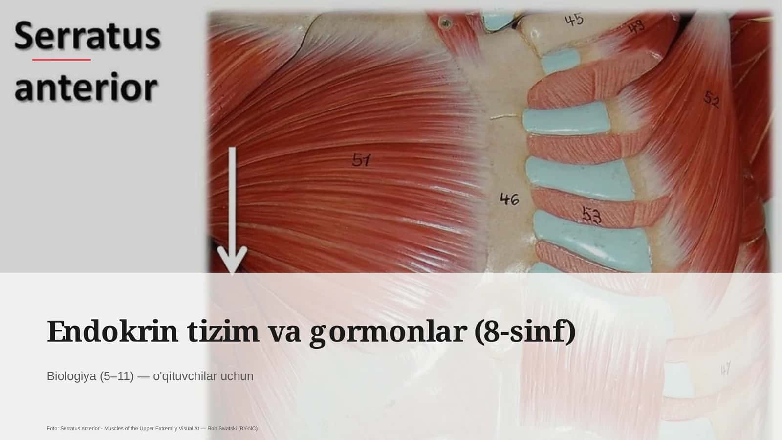 Endokrin tizim va gormonlar (8-sinf) 1