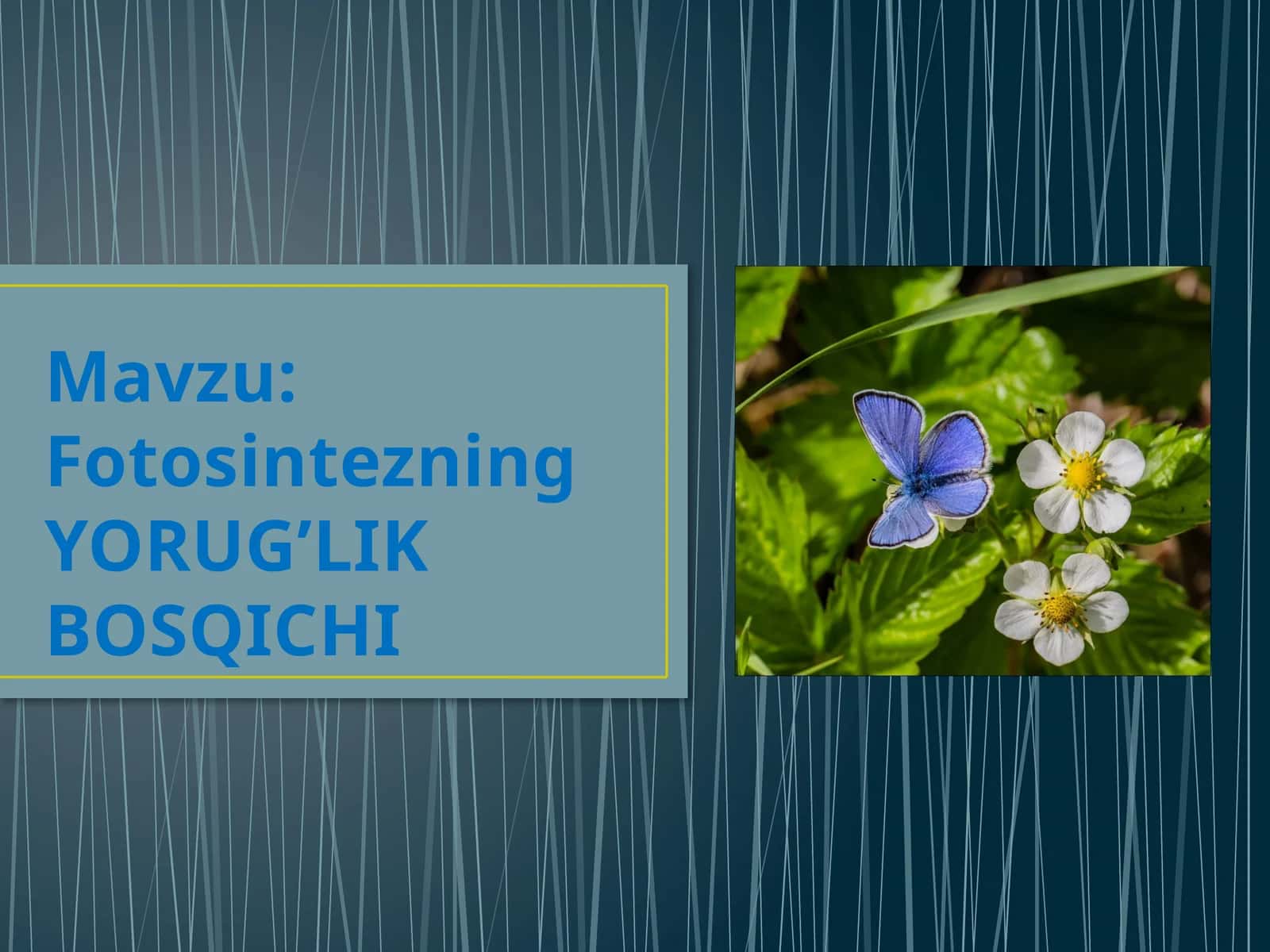 Fotosintezning yorug'lik bosqichi 1
