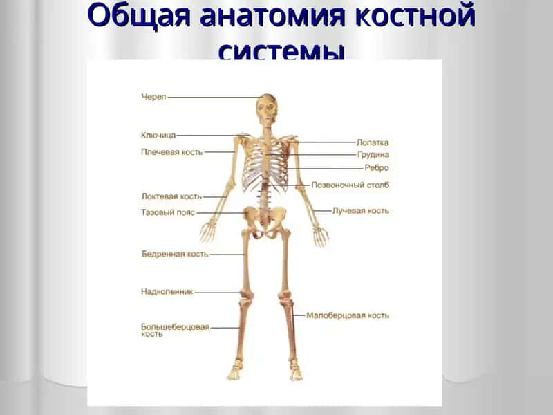 Общая анатомия костной системы 1