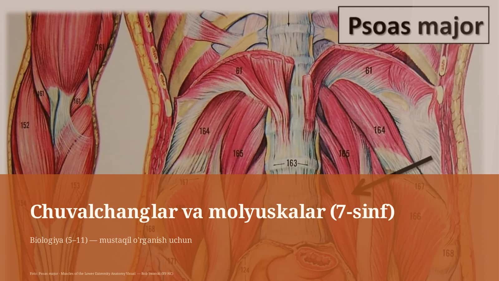 Chuvalchanglar va molyuskalar (7-sinf) 1