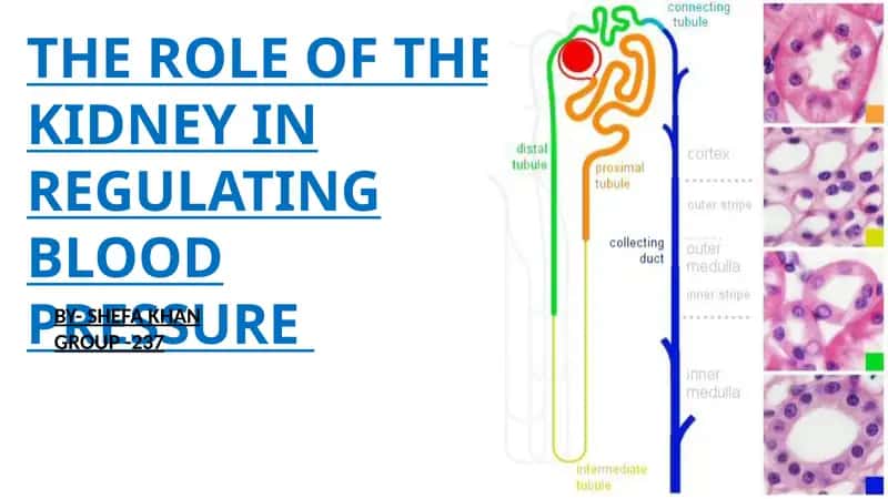 THE ROLE OF THE KIDNEY IN REGULATING BLOOD PRESSURE 1