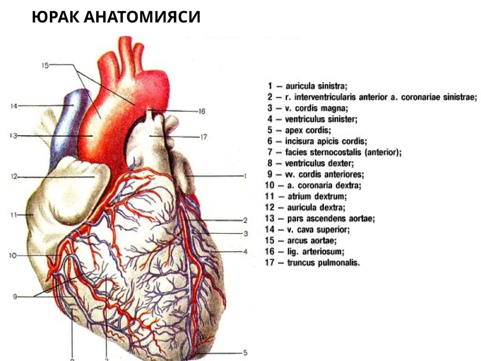 ЮРАК АНАТОМИЯСИ 1