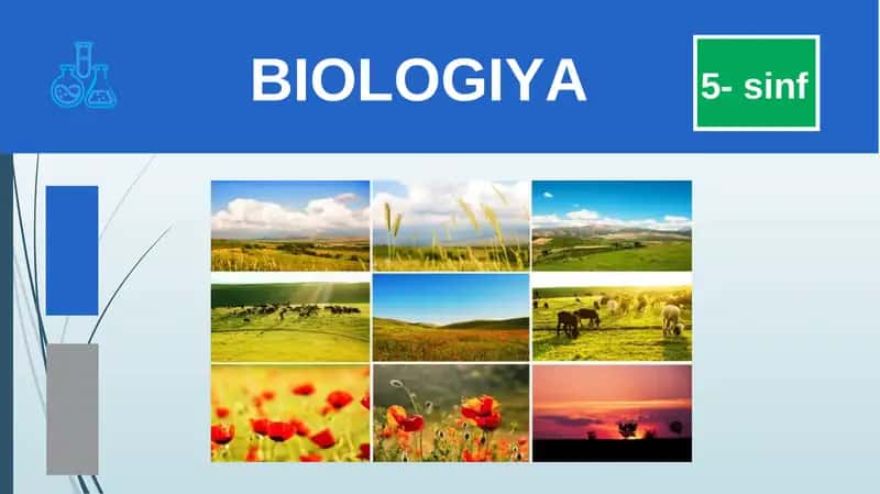 BIOLOGIYA 5- sinf O‘SIMLIK NOMINI TOPING? 1