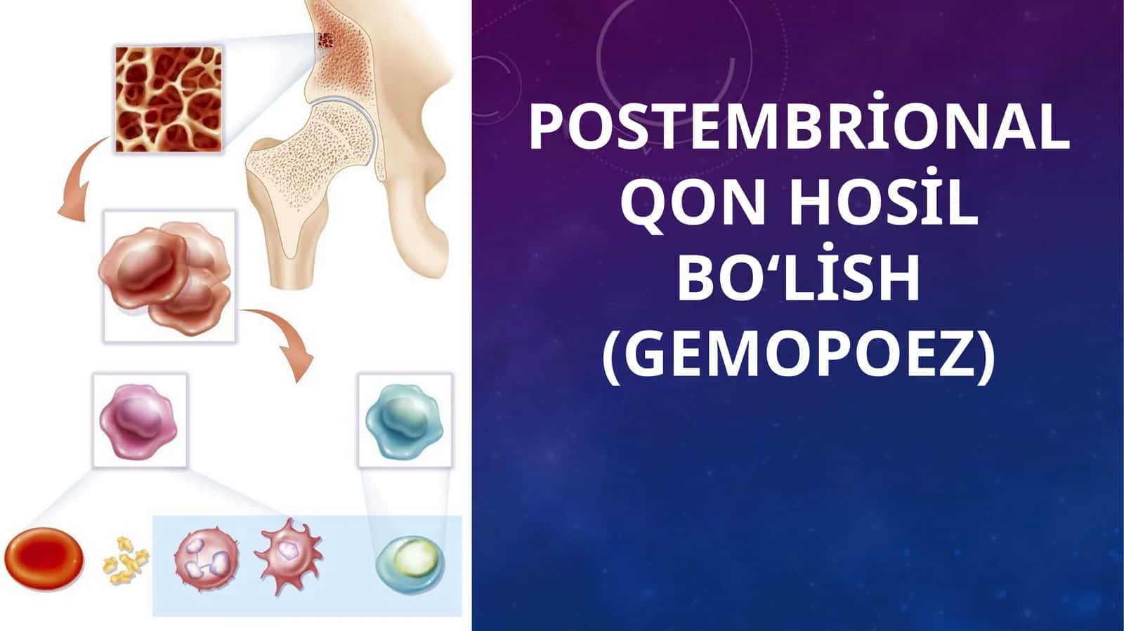 Postembrional qon hosil bo‘lish (Gemopoez) 1
