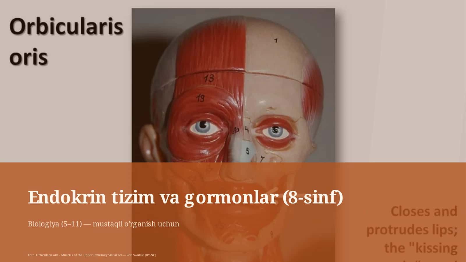 Endokrin tizim va gormonlar (8-sinf) 1