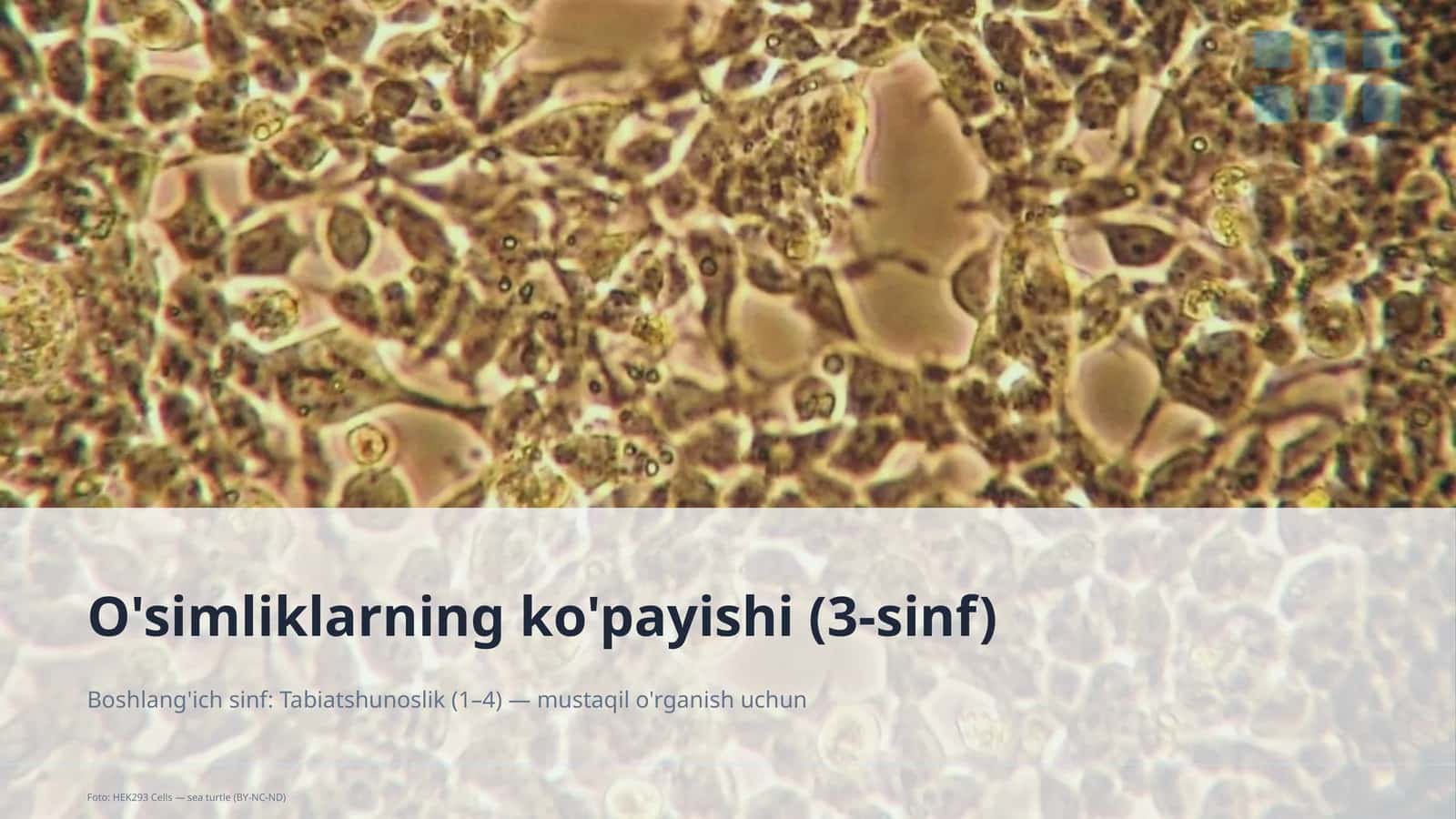 O'simliklarning ko'payishi (3-sinf) 1