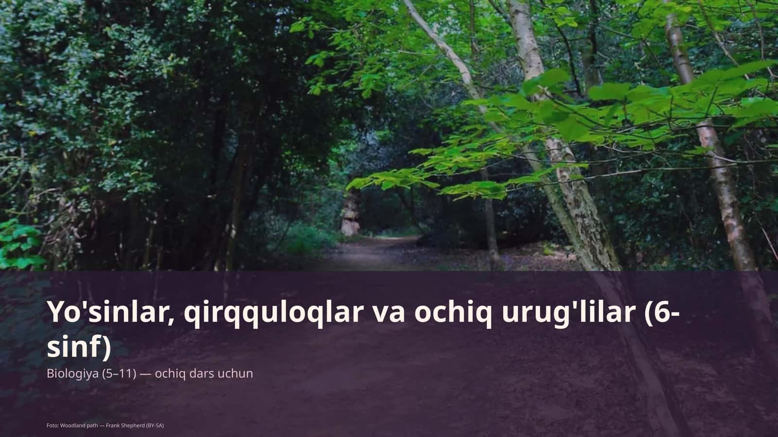 Yo'sinlar, qirqquloqlar va ochiq urug'lilar (6-sinf) 1