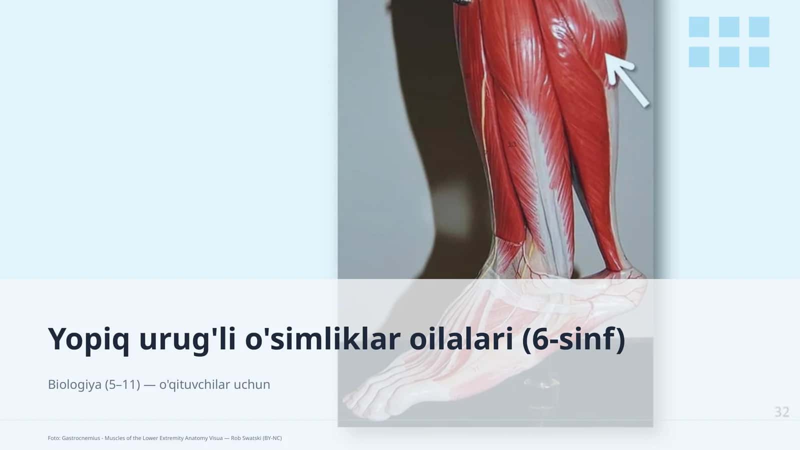 Yopiq urug'li o'simliklar oilalari (6-sinf) 1