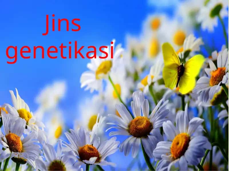 Jinsgenetikasi 1
