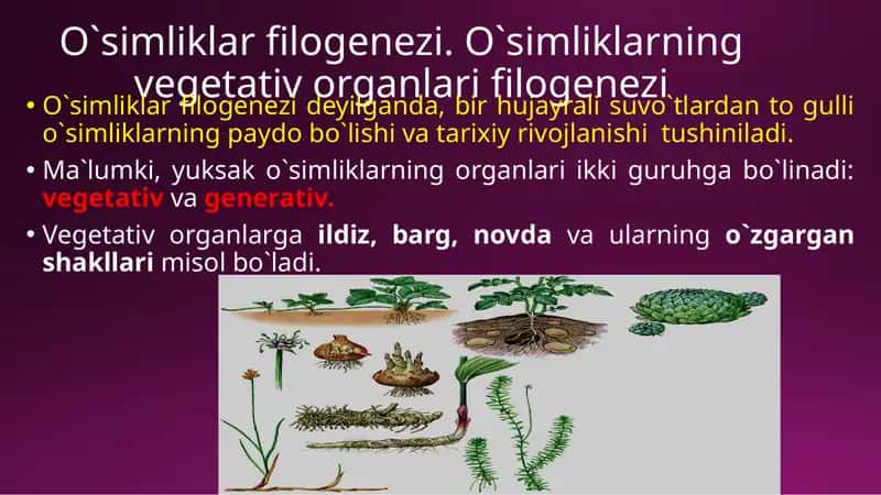 O`simliklar filogenezi 1