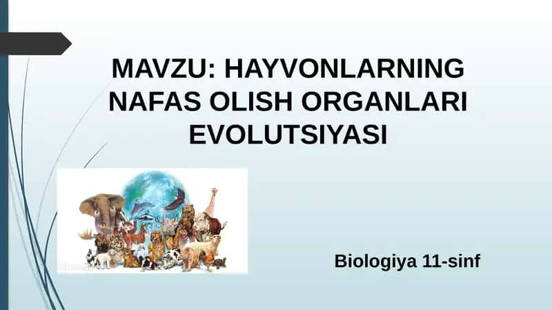 HAYVONLARNING NAFAS OLISH ORGANLARI EVOLUTSIYASI 1