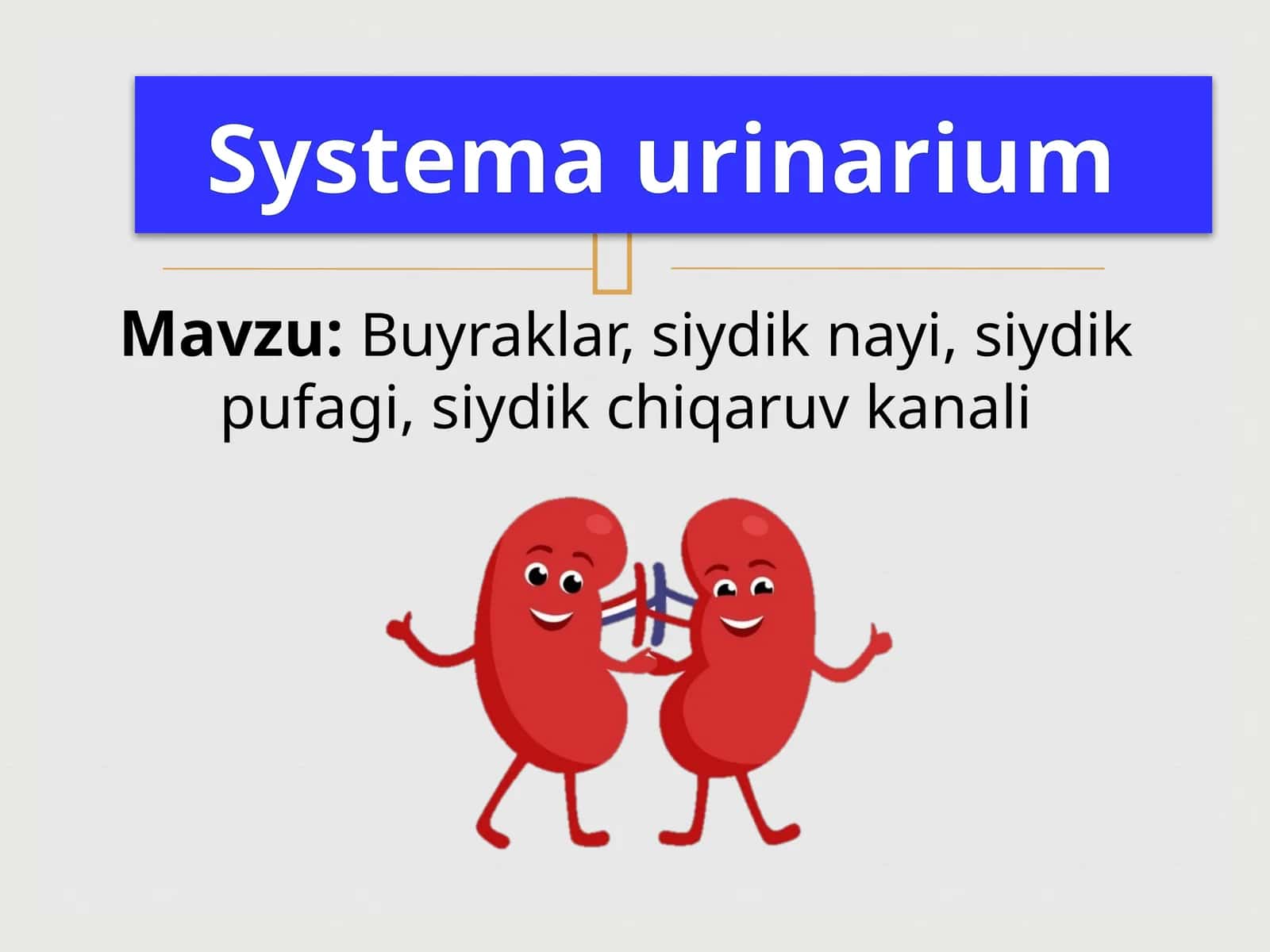 Systemaurinarium 1