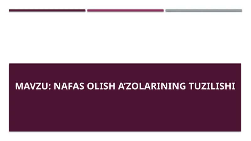 Nafas olish a’zolarining tuzilishi 1