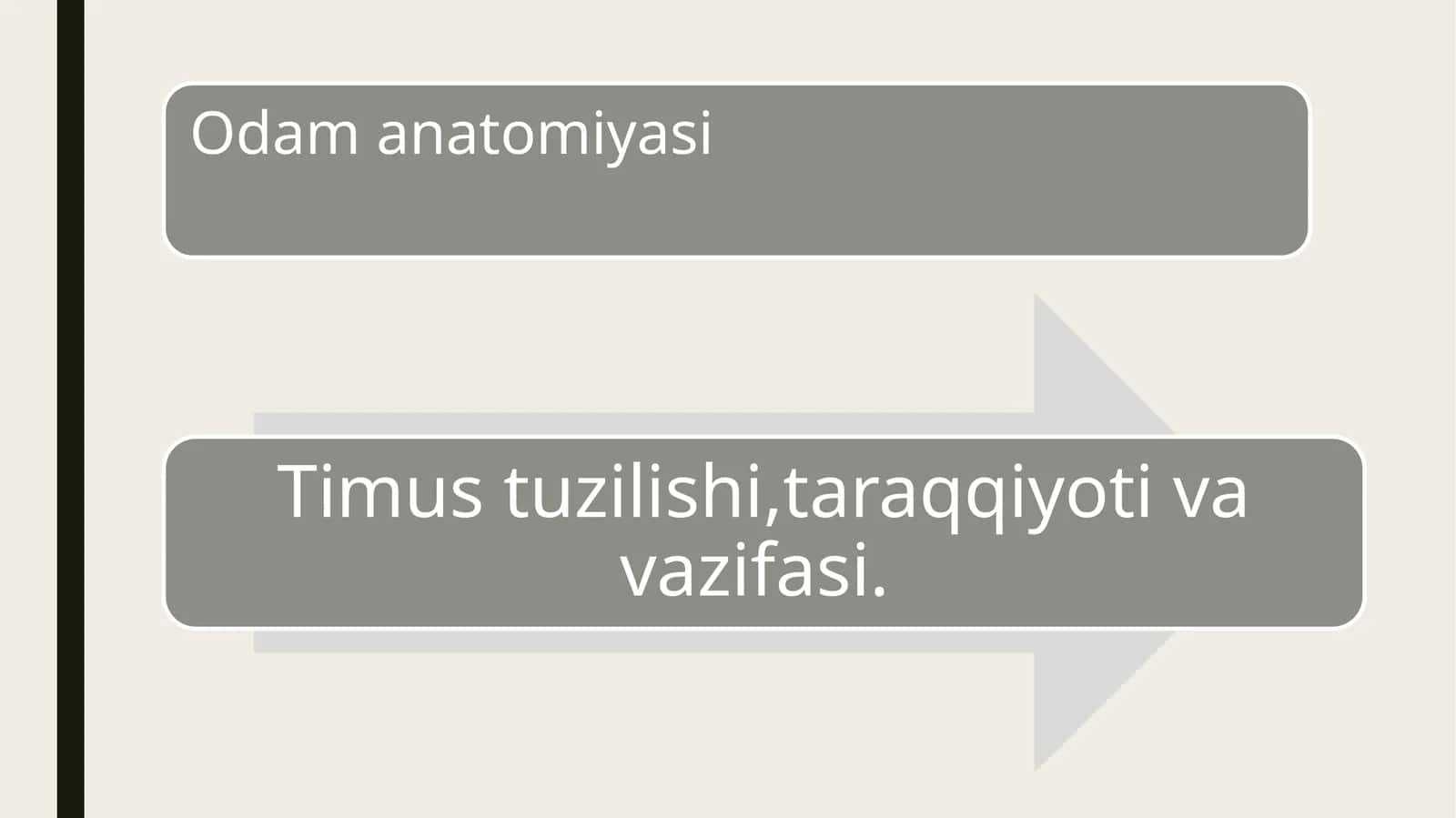 odam anatomiyasi timus tuzilishi 16t prezentatsiya 1
