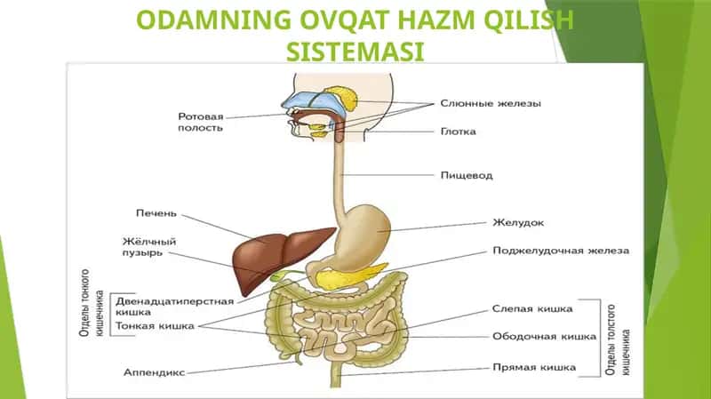 ODAMNINGOVQAT HAZMQILISH SISTEMASI 1