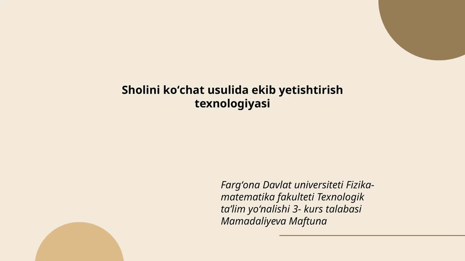 Sholini koʻchat usulida ekib yetishtirish texnologiyasi 1