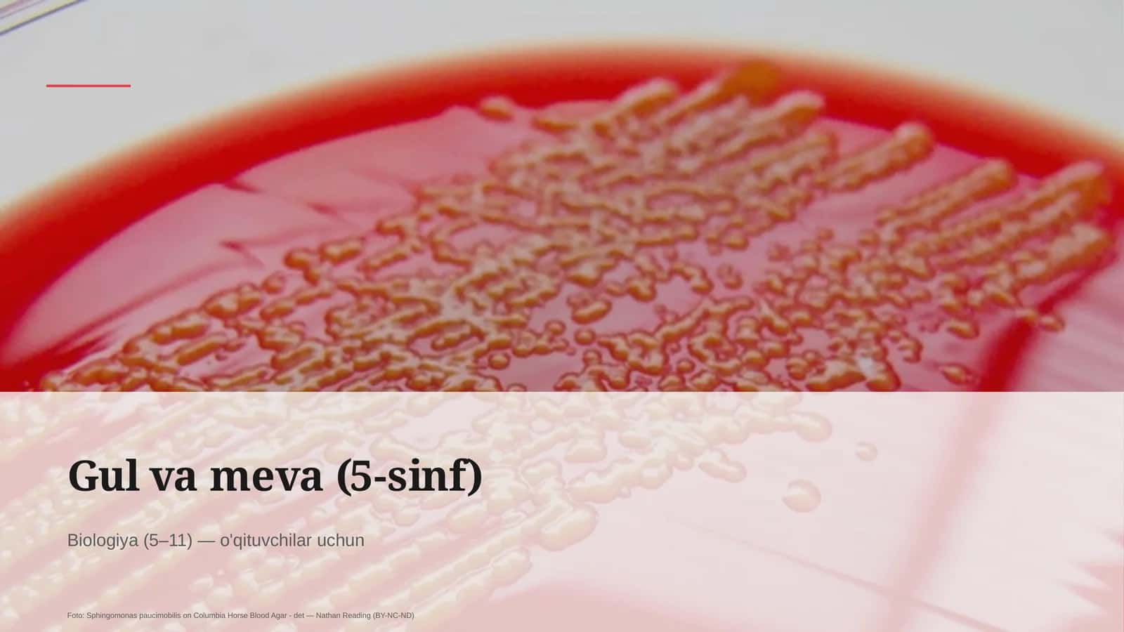 Gul va meva (5-sinf) 1