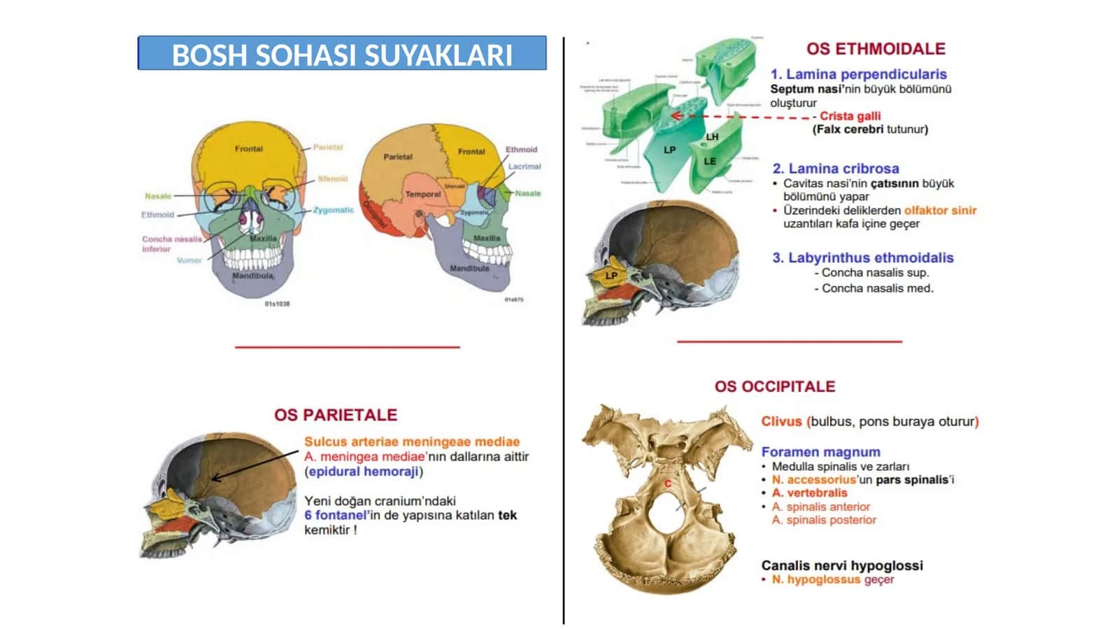 Bosh klinik anatomiyasi 1