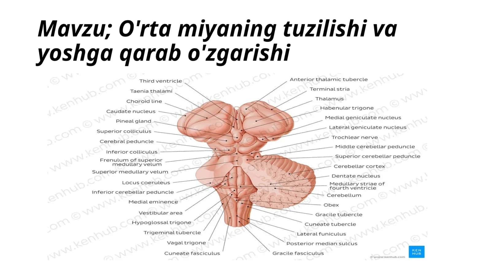 O'rtamiyaning tuzilishi va yoshga qarab o'zgarishi 1
