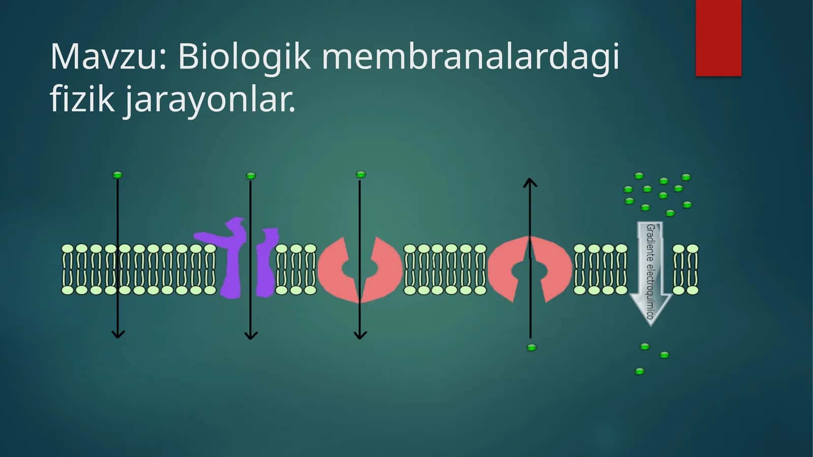 Biologik membranalardagi fizik jarayonlar. 1