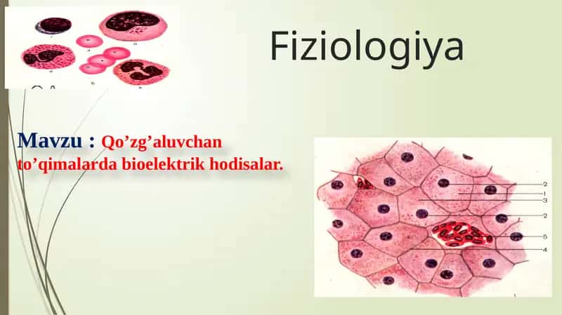 Qo’zg’aluvchan to’qimalarda bioelektrik hodisalar. 1
