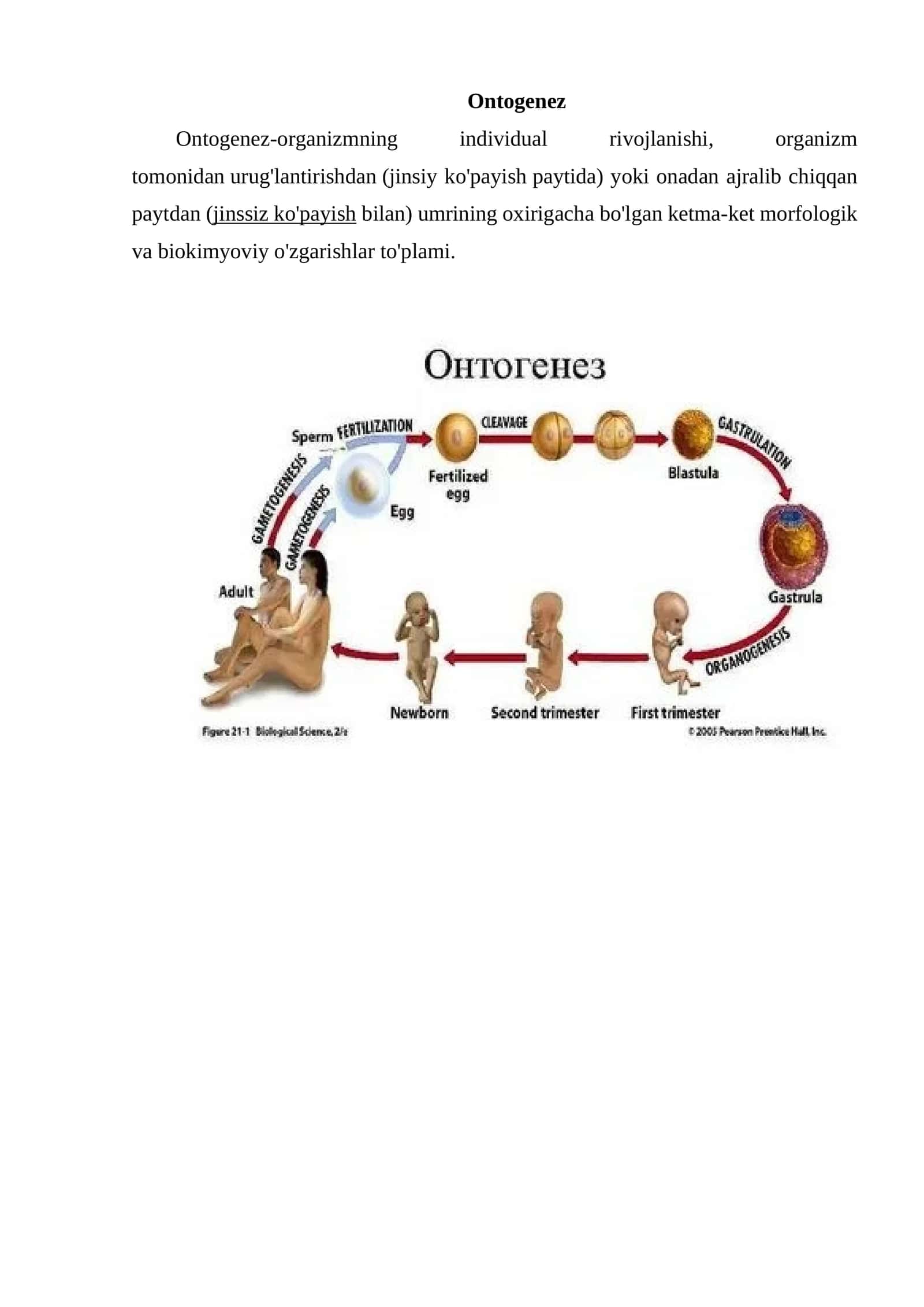 Ontogenez 1