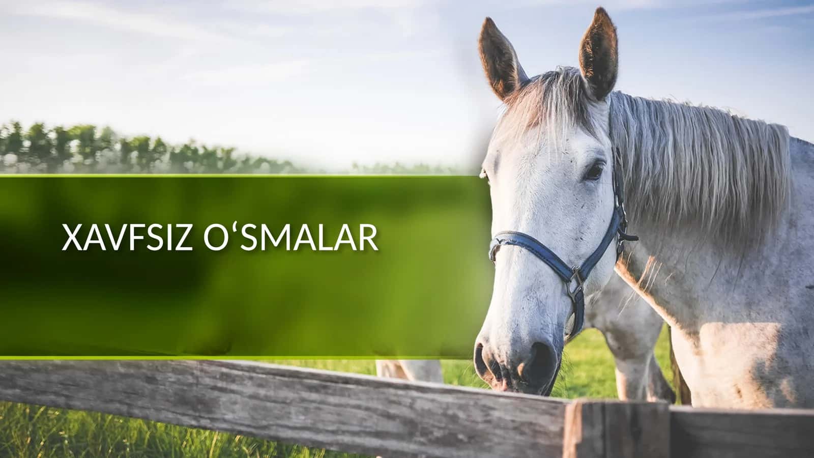 Xavfsiz o‘smalar (Taqdimot) 1