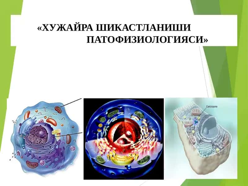 ХУЖАЙРА ШИКАСТЛАНИШИ ВА ФИЗИОЛОГИЯСИ 1