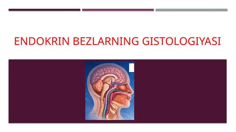 Endokrin bezlarning gistologiyasi 1