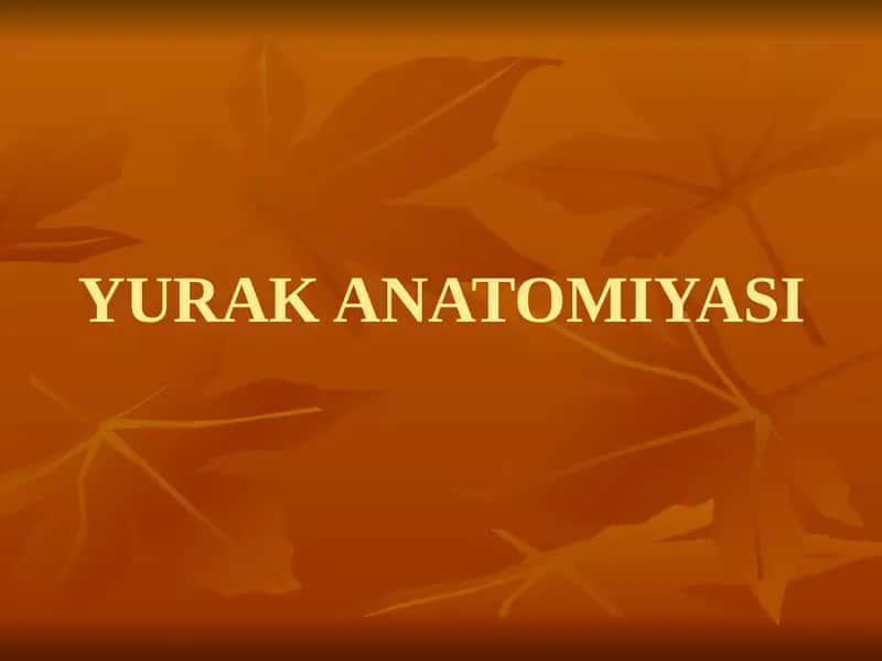 YURAK ANATOMIYASI 1